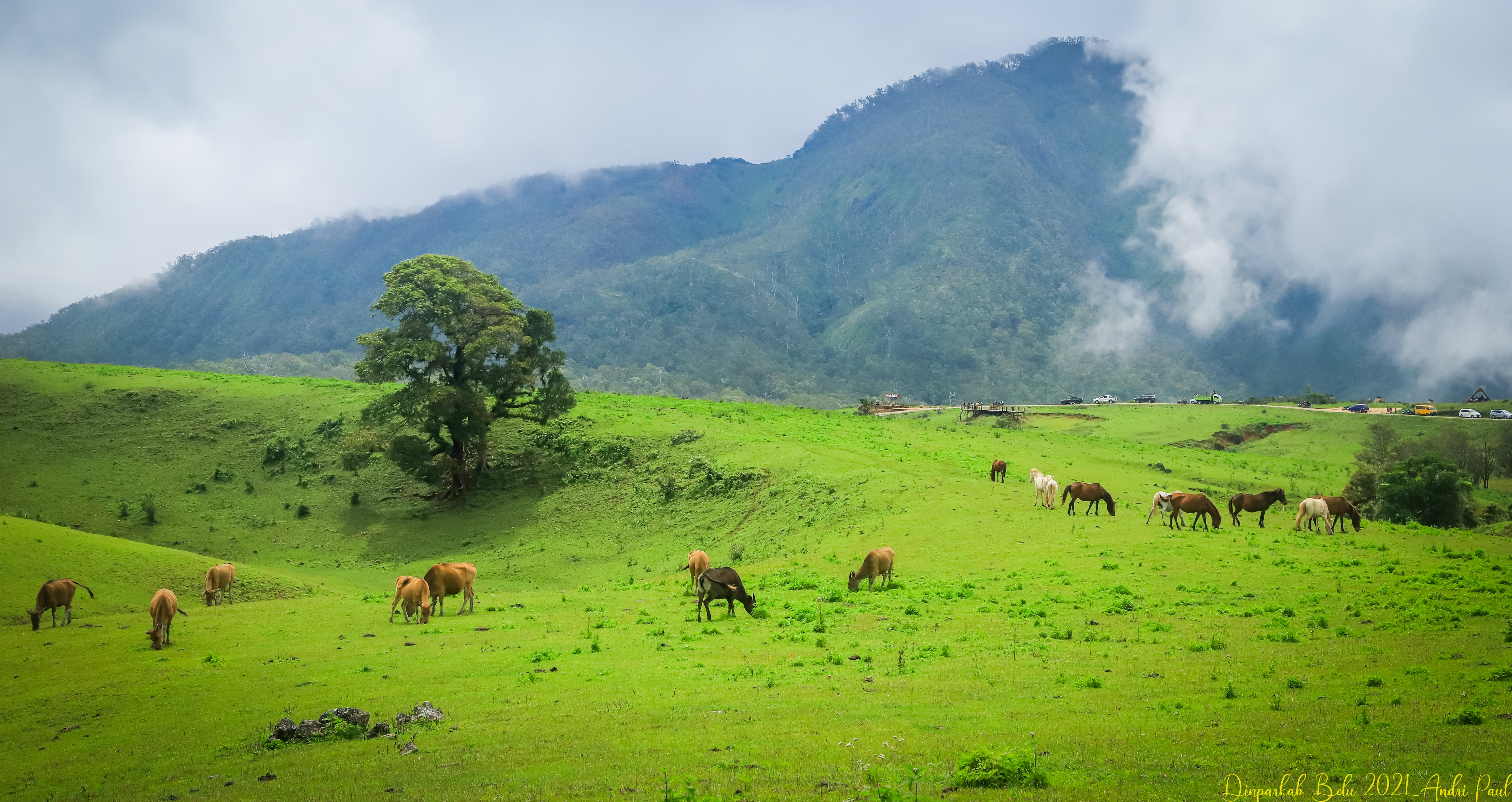 Foto Padang Savana Fulan Fehan