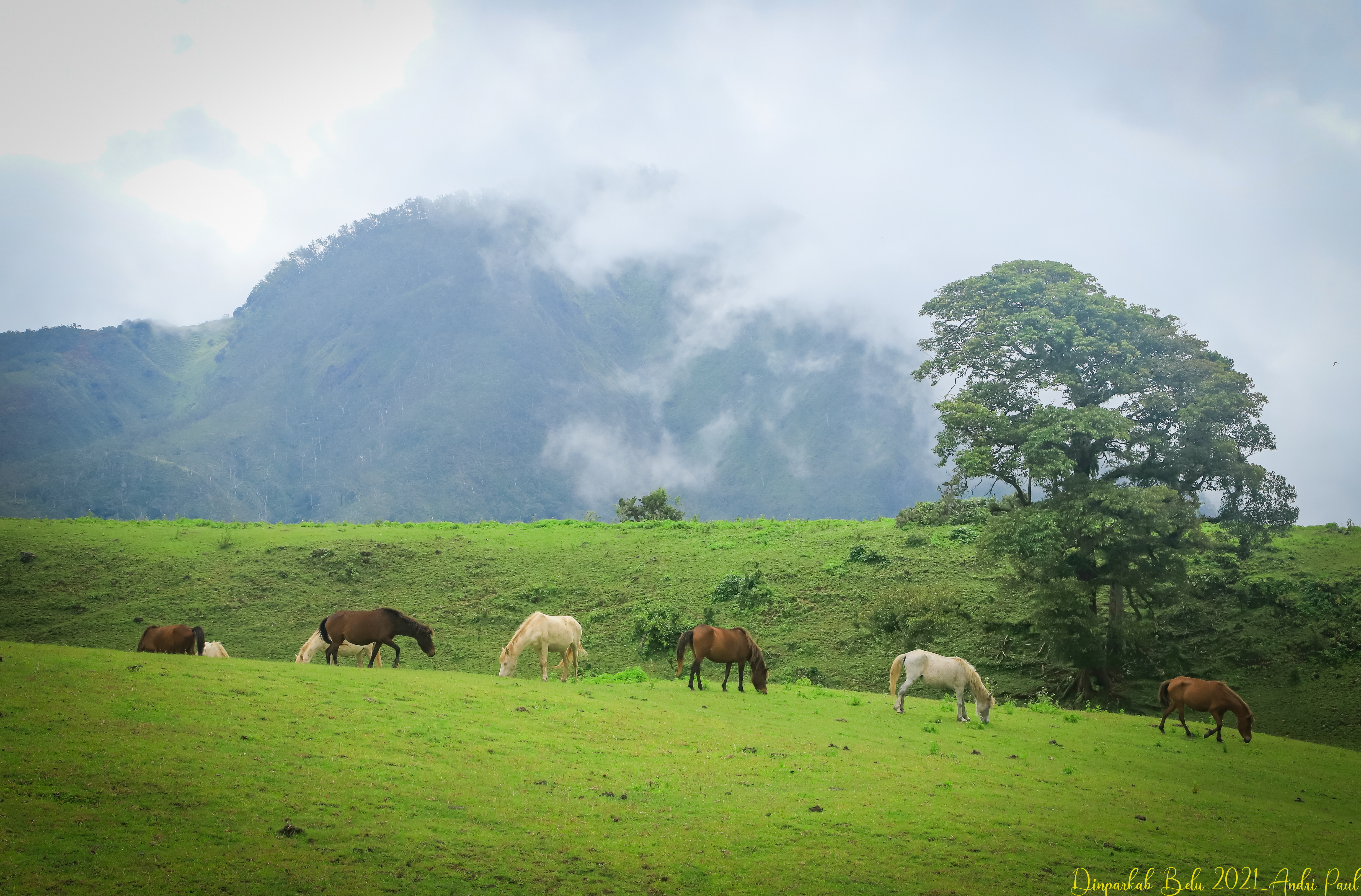 Foto Padang Savana Fulan Fehan